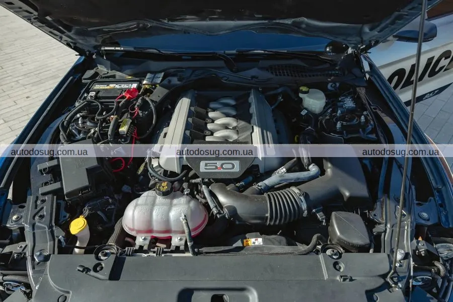 Мустанг кінозірки потребує вашої уваги