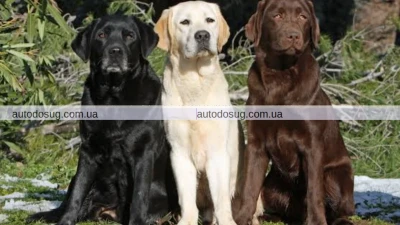 Оновлені правила перевезення домашніх тварин