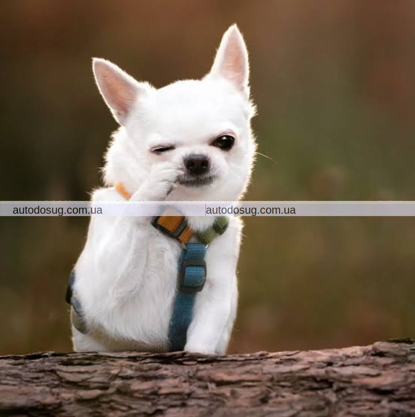 Стартує опитування щодо змін правил перевезення собак у київському метро