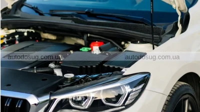 Киян закликають перевіряти авто перед поїздкою, щоб убезпечити тварин