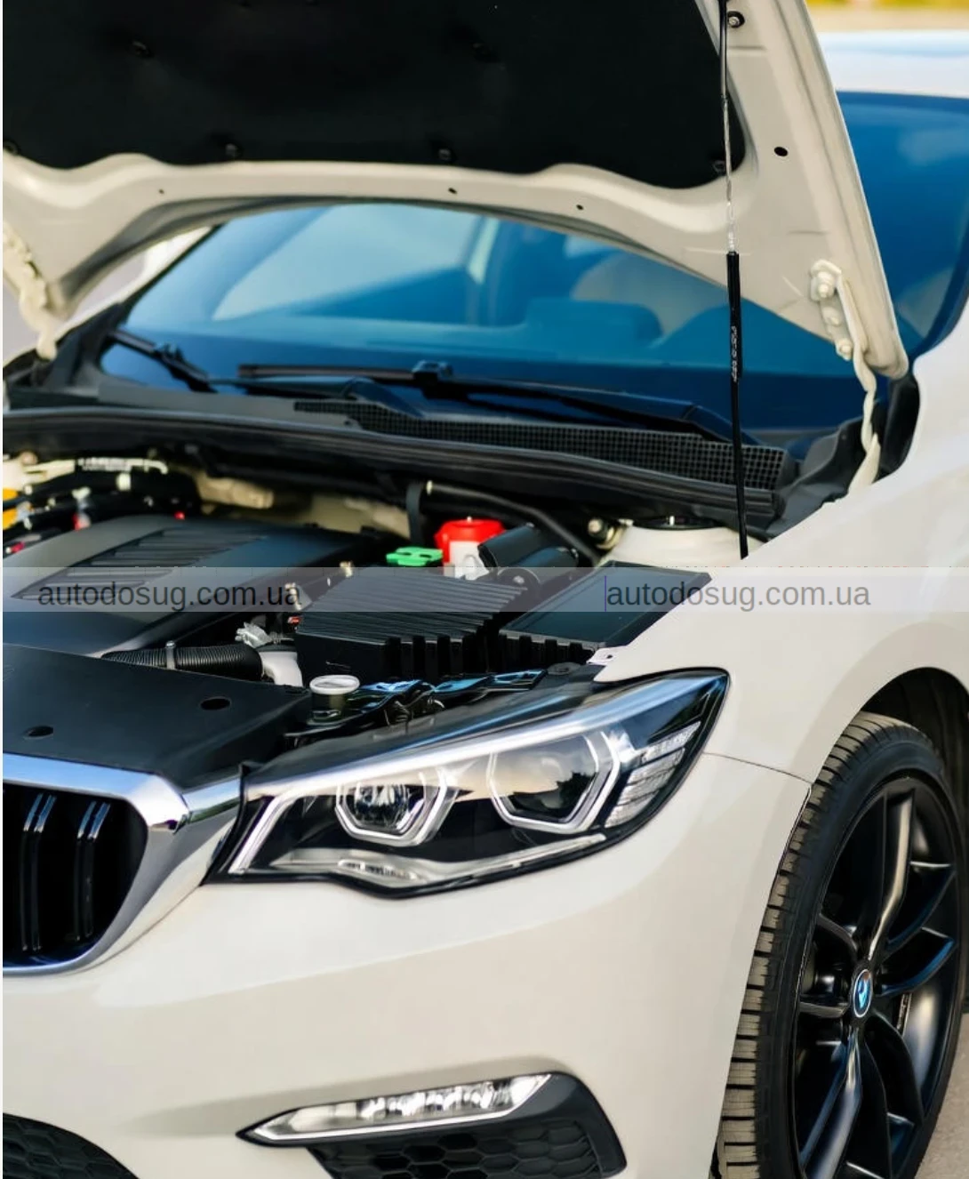 Киян закликають перевіряти авто перед поїздкою, щоб убезпечити тварин